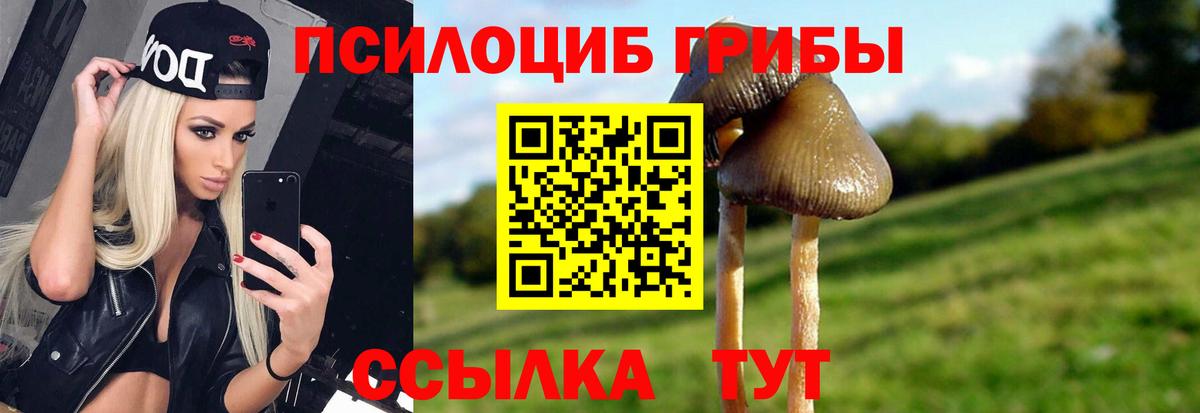 Курчатов  Галлюциногенные грибы Psilocybe  где купить наркотик  Вход с VPN 